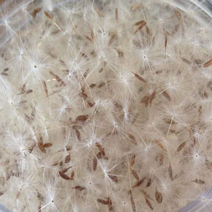 100pcs Mini fiore di tarassaco - Flower Preservation Resin recensione e prezzo