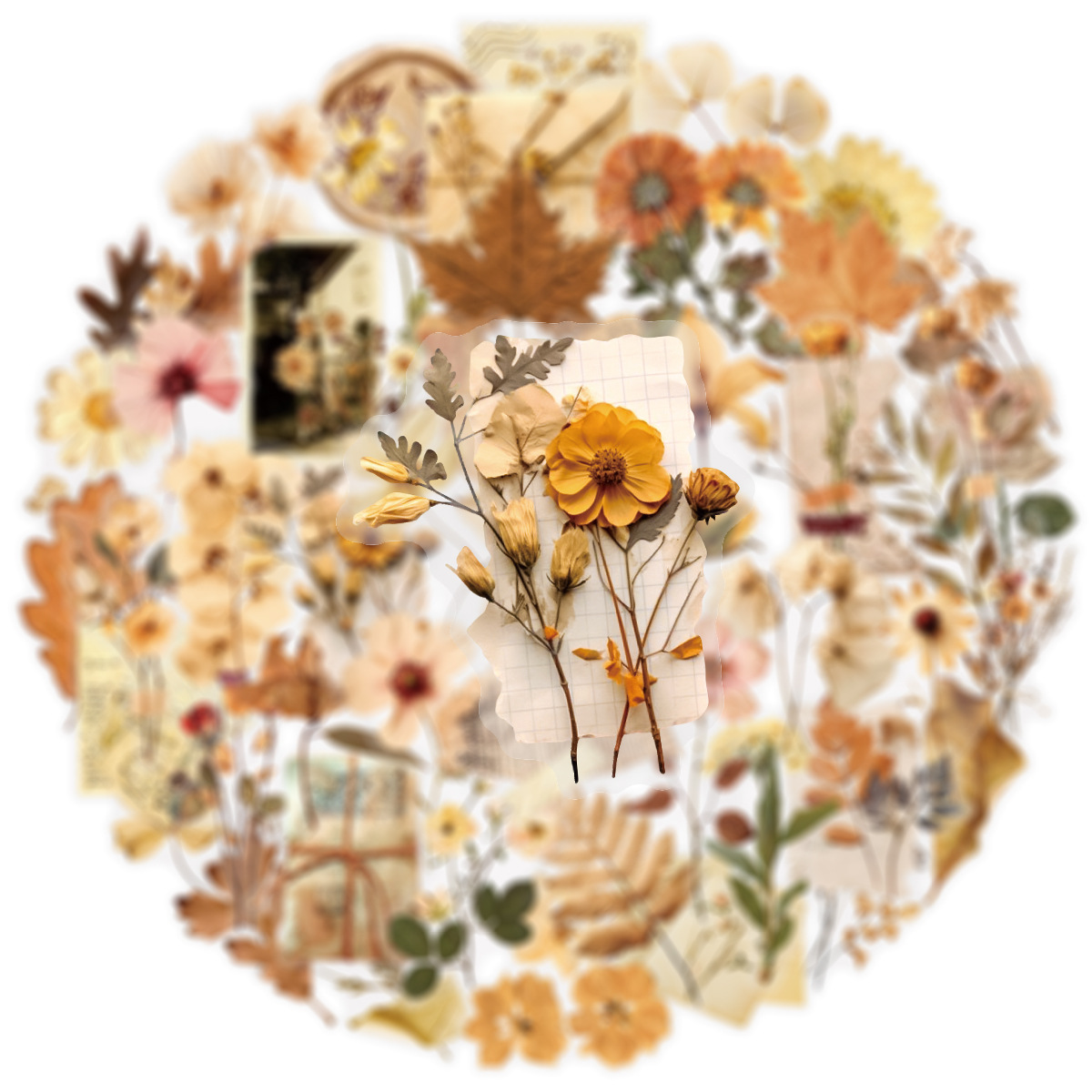 Confezione da 50 adesivi trasp - Dried Flower Bulk recensione e prezzo